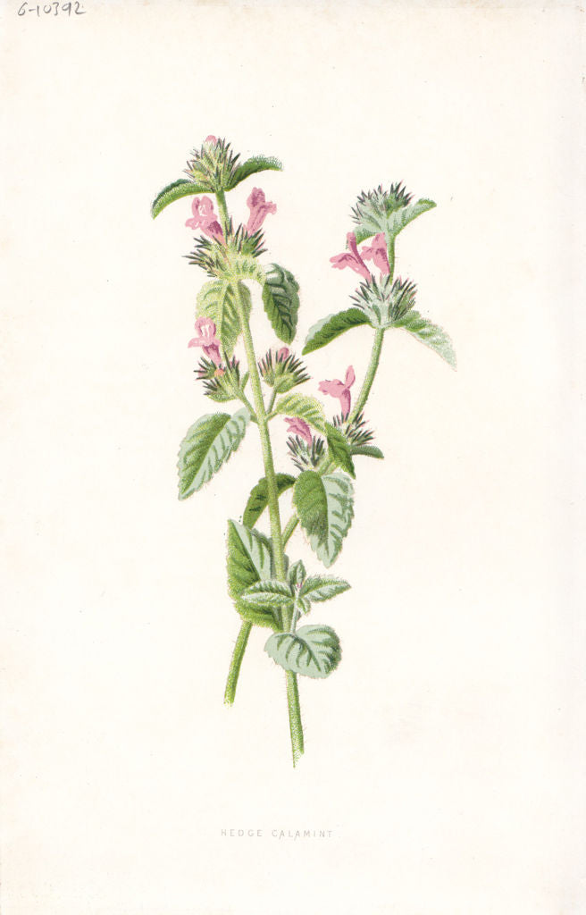 FLOWERS. Hedge Calamint c1895 old antique vintage print picture